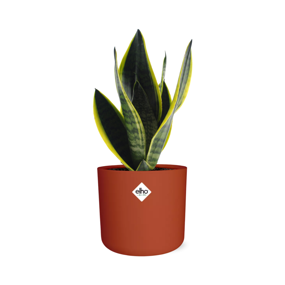 Sansevieria Futura Superba in ELHO b.for soft rond 14cm brique