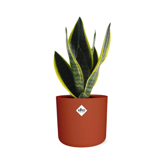 Sansevieria Futura Superba in ELHO b.for soft rond 14cm brique