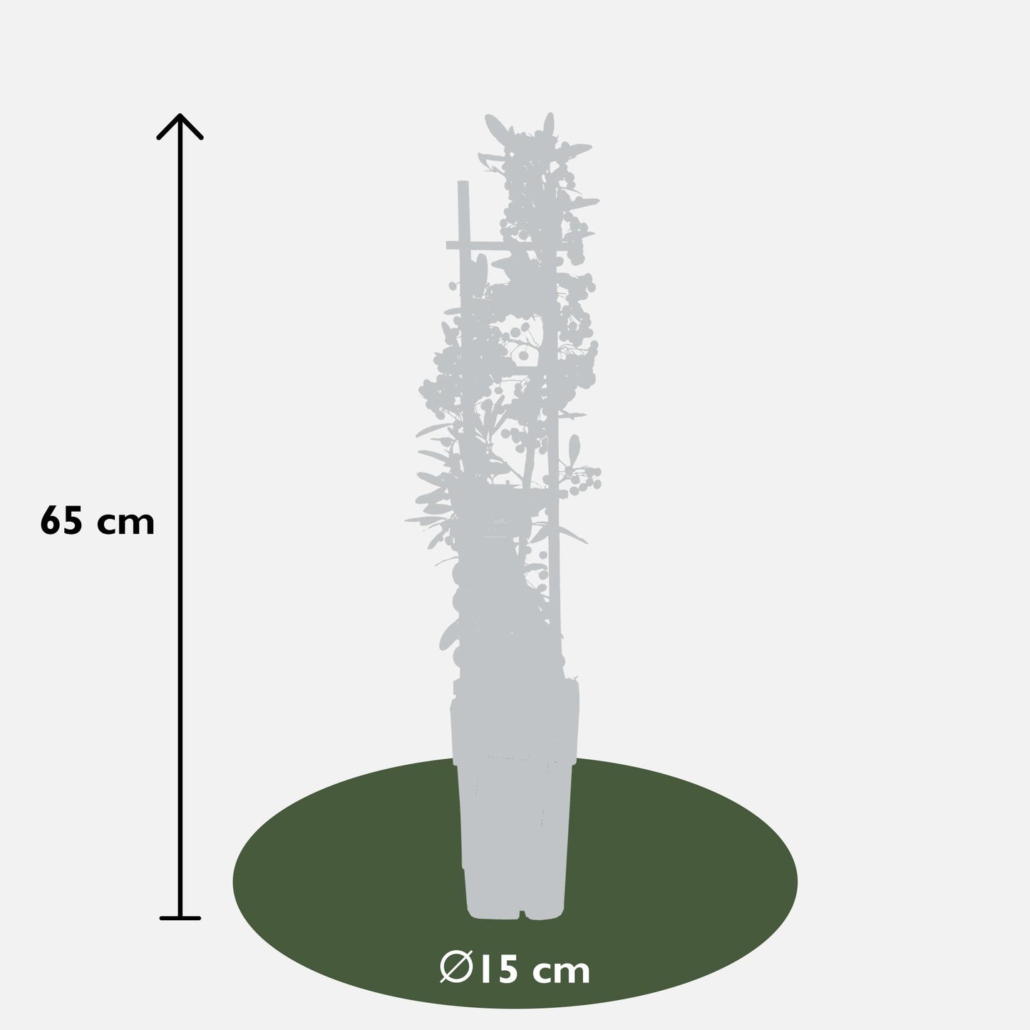 Pyracantha coccinea Red Star - Ø23cm - ↕75cm - Ø15 - ↨65cm