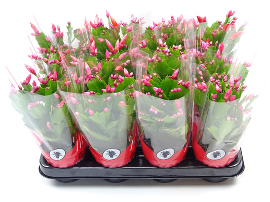 Schlumbergera 9 Cm Rood - Ø9cm - ↕25cm