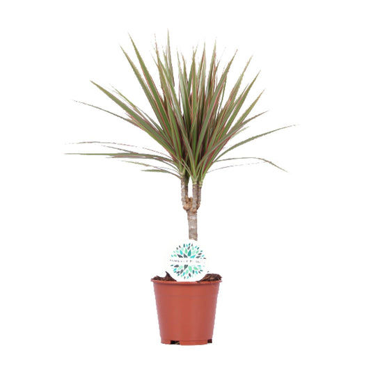 Dracaena Bicolor - Ø14cm - ↕55cm