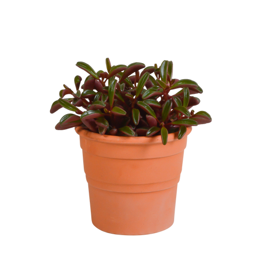 Peperomia graveolens - in terracotta pot