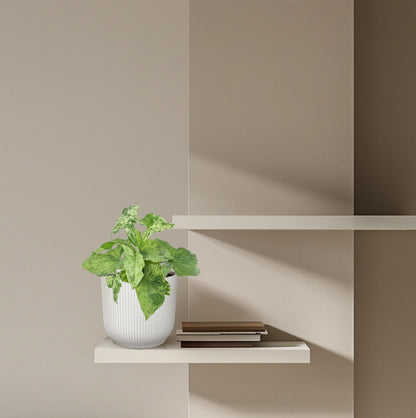 Purpurtute 'Mottled' – Exotische Zimmerpflanze 25 cm