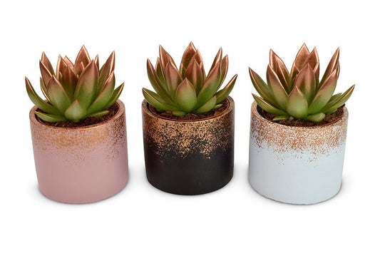 Echeveria Coloured Festival Bronze in Lara Ceramics - 3 stuks - Ø8,5cm - ↕11cm