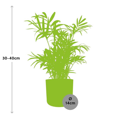 Chamaedorea in ELHO b.for soft rond 14cm brique