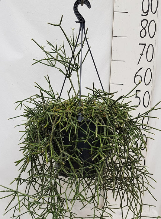 Rhipsalis Pilocarpa 25cm - Ø25cm - ↕50cm