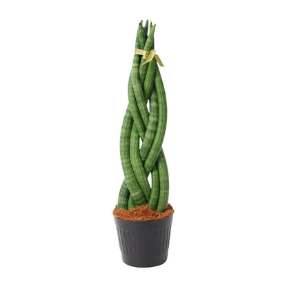 Bogenhanf 'Twist' – 40 cm gedrehte Zimmerpflanze