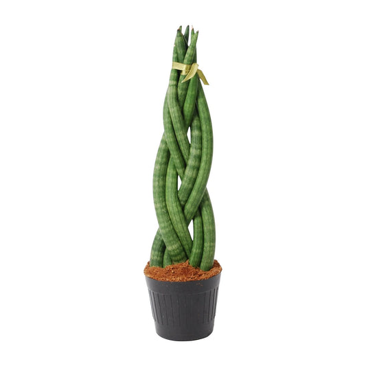 Bogenhanf 'Twist' – 40 cm gedrehte Zimmerpflanze