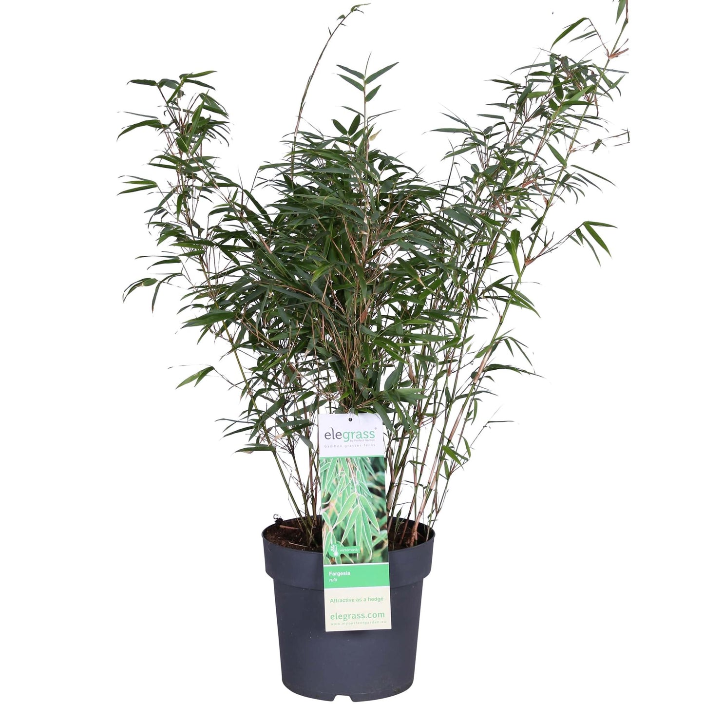 Fargesia rufa - Ø29cm - ↕80cm - Ø23 - ↨80cm