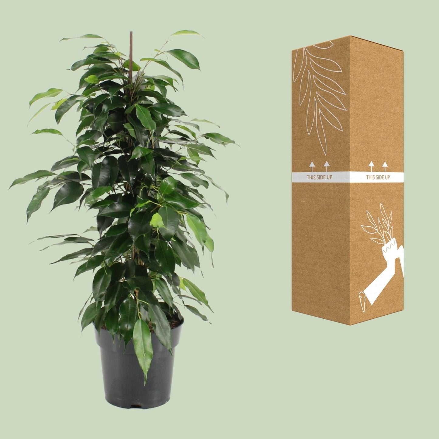 Ficus Benjamina Danielle - Ø17cm - ↕70cm