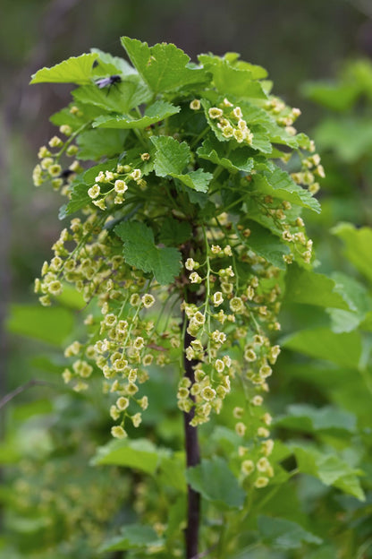 Ribes rubrum 'Jonkheer van Tets' - Ø13cm - ↕45cm