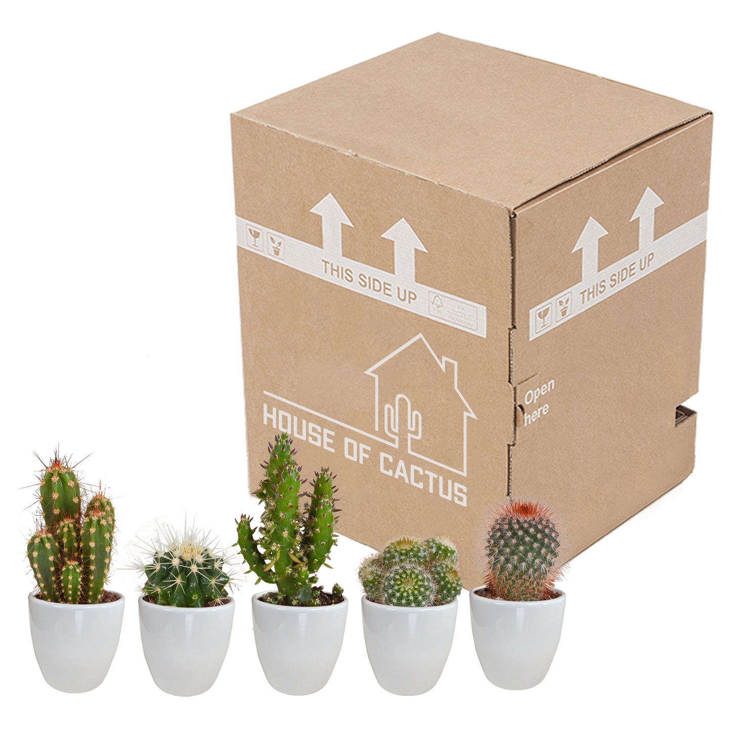 Kakteen Mix 5er Set – Pflegeleichte Mini Wüstenpflanzen