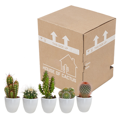 Kakteen Mix 5er Set – Pflegeleichte Mini Wüstenpflanzen