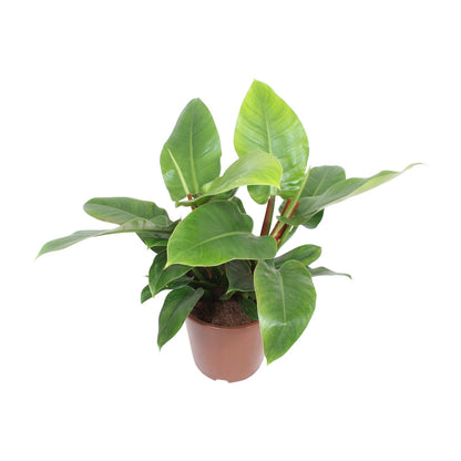 Philodendron Imperial Green - Ø27cm - ↕80cm