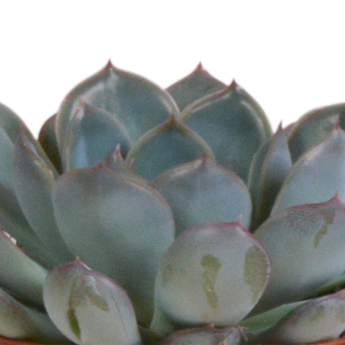 Echeverie Mix 3er Set im Terrakottatopf 8,5 cm