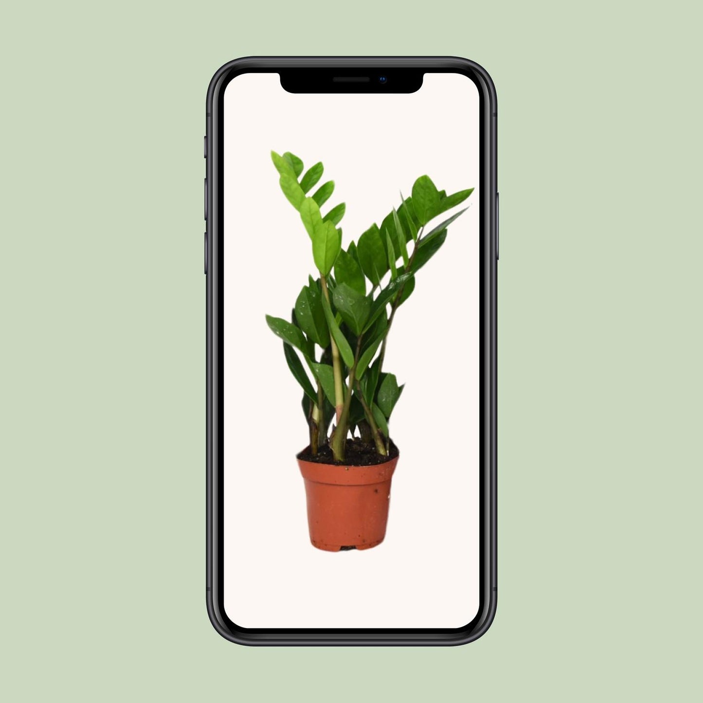 Zamioculcas Zamiifolia  - Ø12cm - ↕40cm