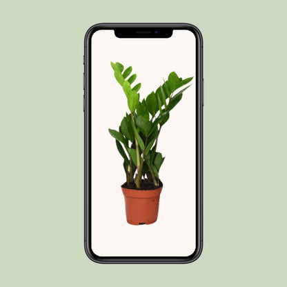 Zamioculcas Zamiifolia  - Ø12cm - ↕40cm