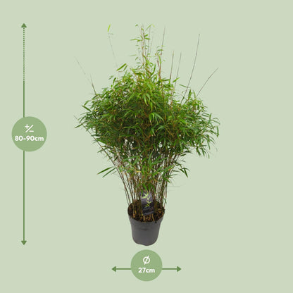 Fargesia 'rufa' - Niet-woekerende Bamboe - Ø27cm - ↕90cm