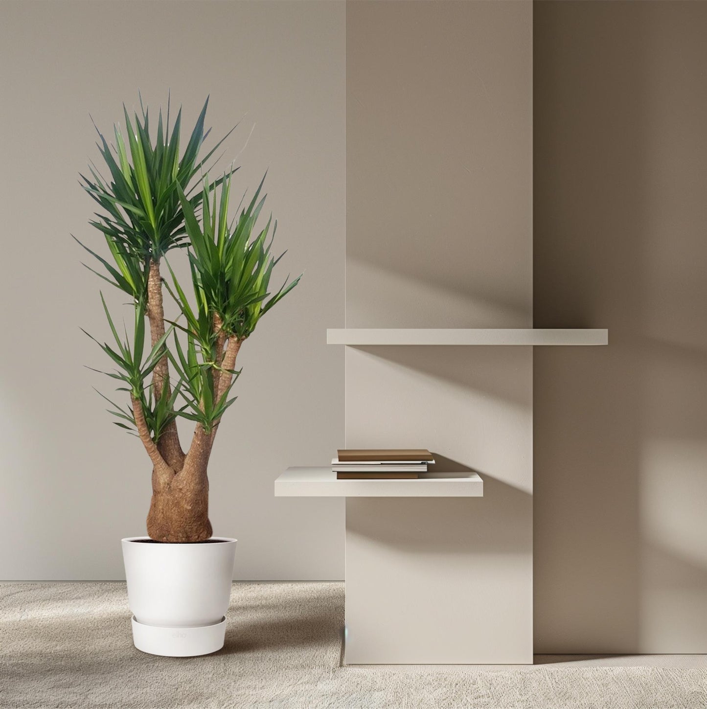 Yucca Palme verzweigt – 190 cm – Elefantenfuß Zimmerpflanze