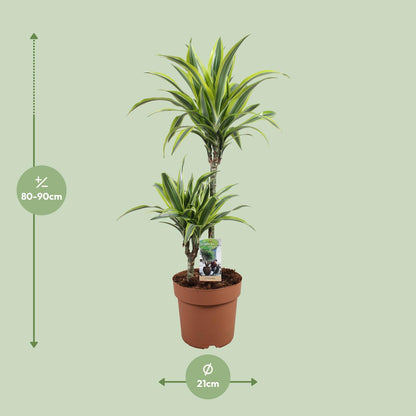 Dracaena Lemon Lime 45-15 - Ø21cm - ↕90cm