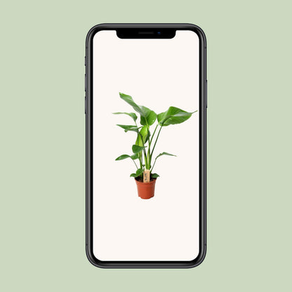 Strelitzia Nicolai - Ø17cm - ↕60cm