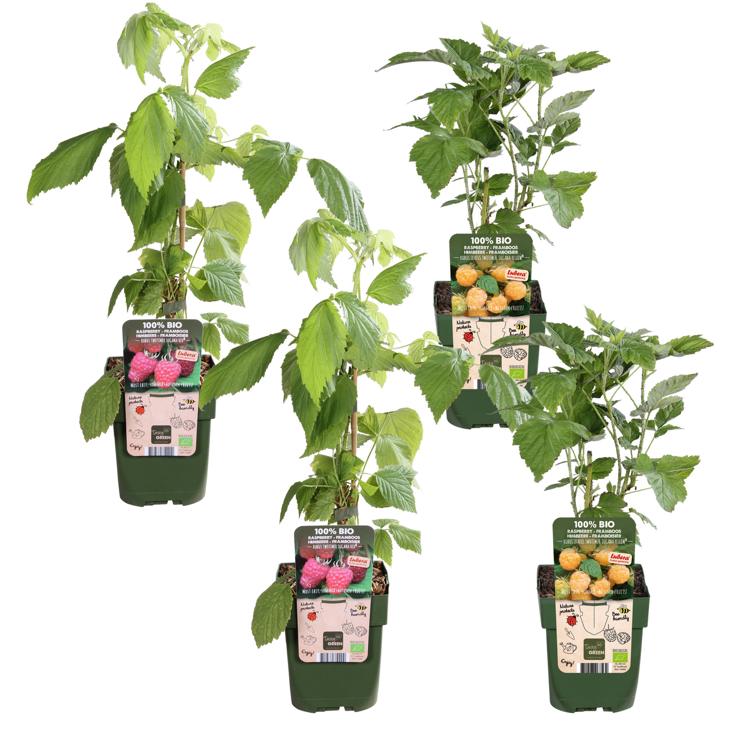 4x - Rubus id. Twotimer - ↨45cm - Ø13