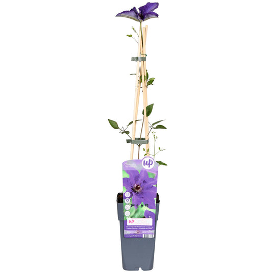 Clematis The President - Clematis Lila - Ø15cm - ↕65cm