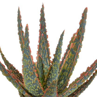 Zebra-Aloe 'Dannyz' – Exotische, pflegeleichte Sukkulente