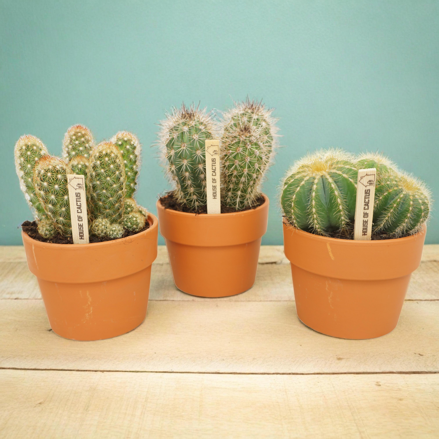 Kakteenmischung 10,5 cm - in terracotta pot - 3x