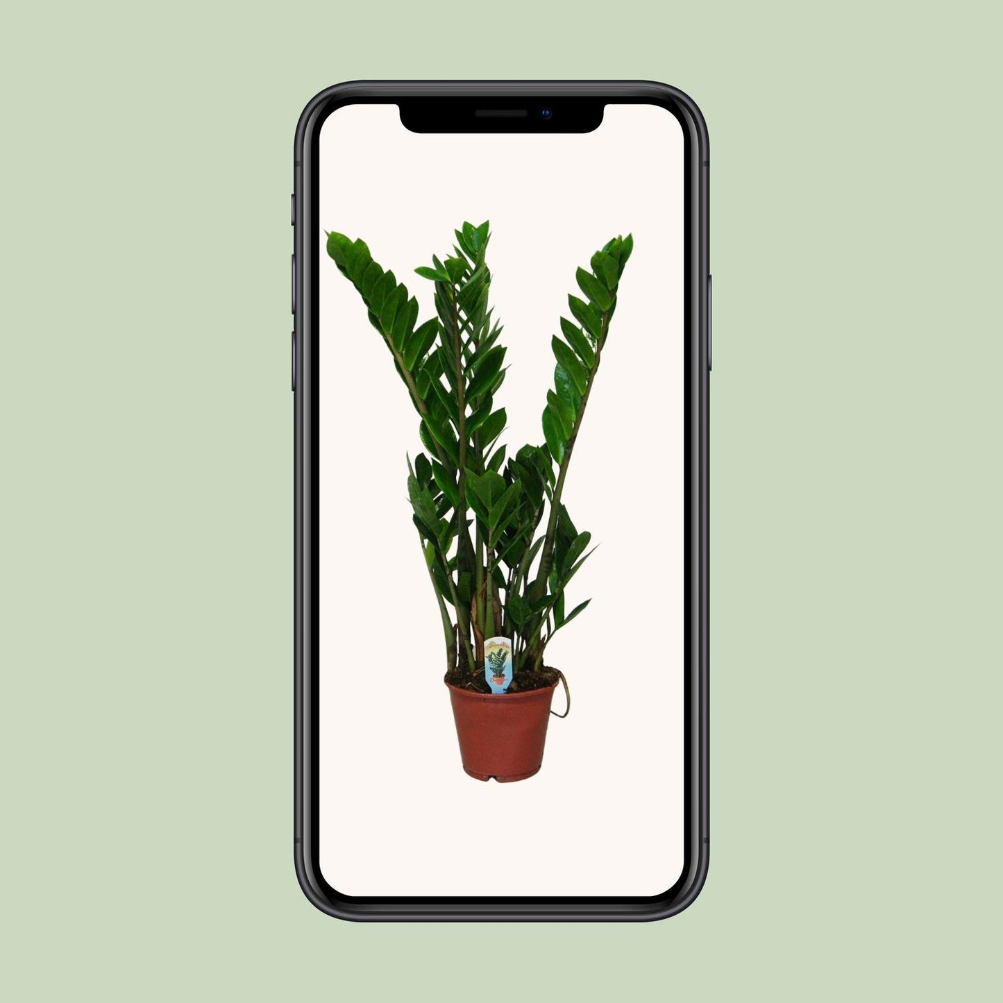 Zamioculcas Zamiifolia  - Ø14cm - ↕50cm