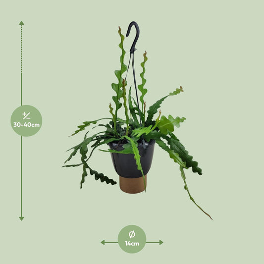 Epiphyllum Anguliger - Ø14cm - ↕35cm