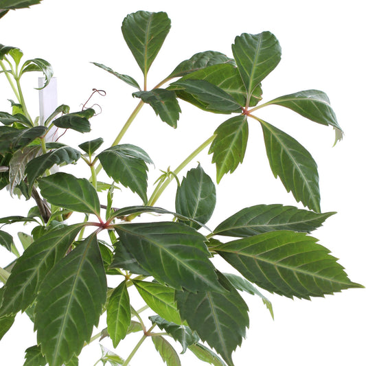 Parthenocissus henryana - Keilschwanzmakrele - Ø15cm - ↕65cm