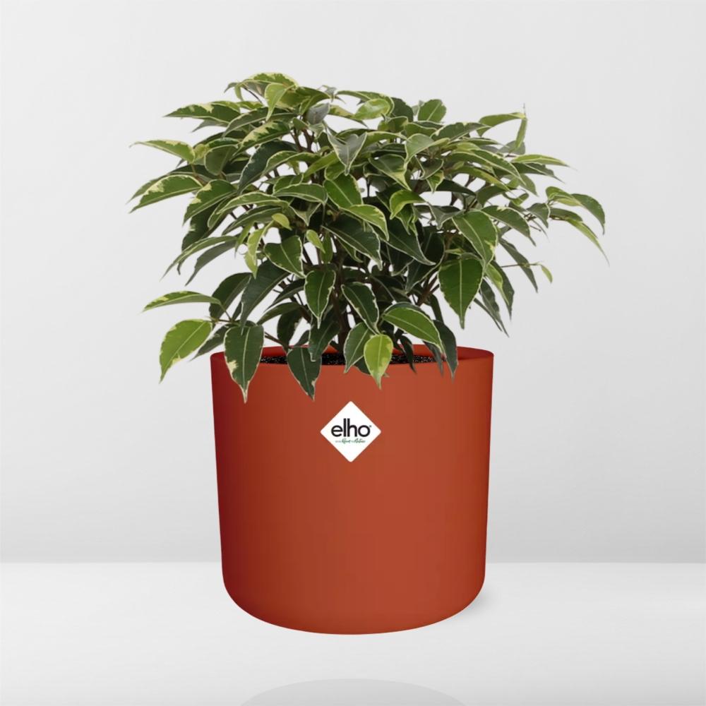 Ficus Benjamina Kinky in ELHO b.for soft rond 14cm brique
