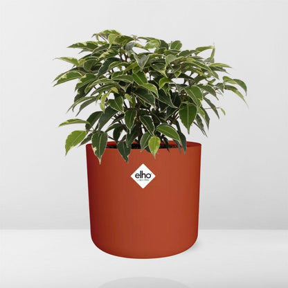 Ficus Benjamina Kinky in ELHO b.for soft rond 14cm brique
