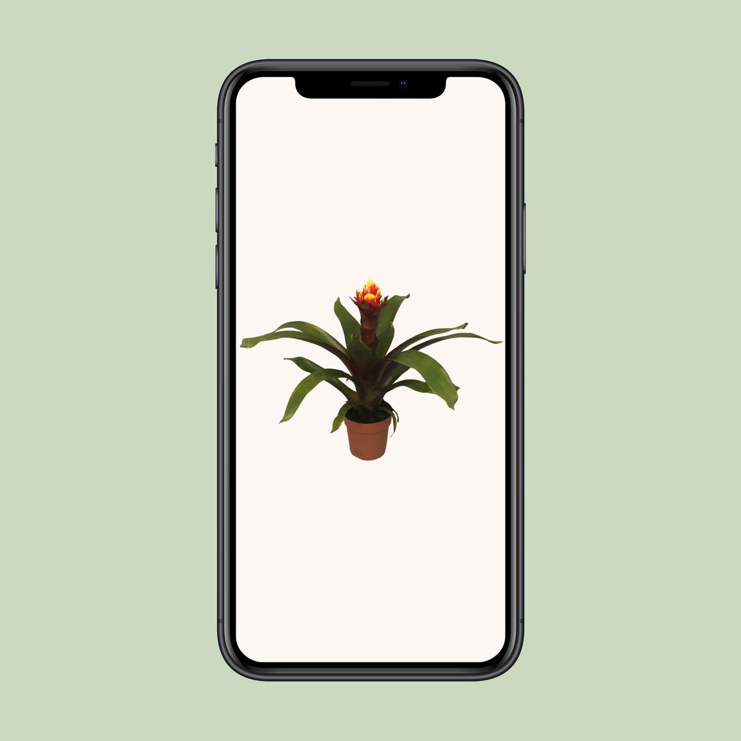 Guzmania Crown - Ø12cm - ↕45cm
