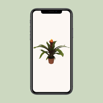 Guzmania Crown - Ø12cm - ↕45cm