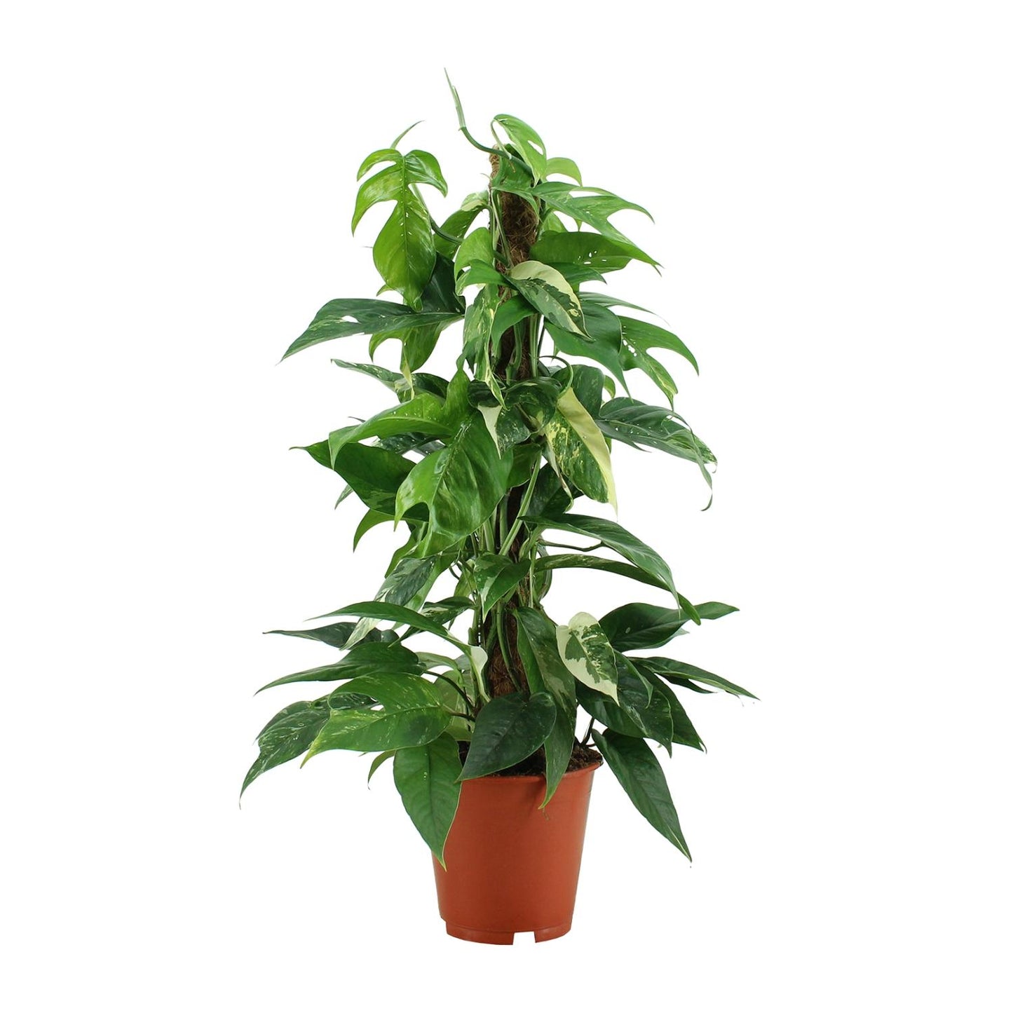 Epipremnum Pinnatum Variegata - Ø19cm - ↕80cm