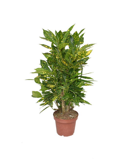 Croton Gold Dust P14 - Ø14cm - ↕50cm