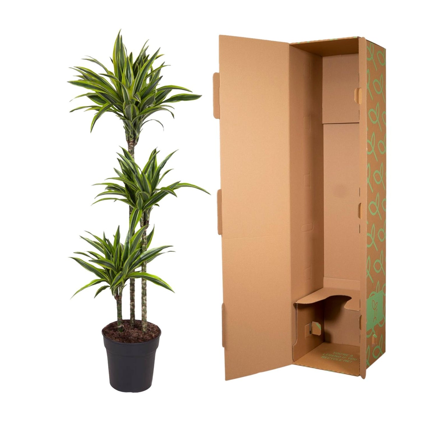 Drachenbaum 'Lemon Lime' – 130 cm pflegeleichte Zimmerpflanze