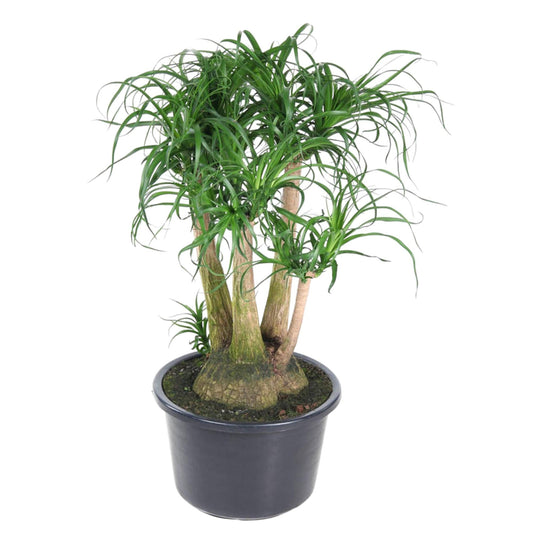 Elefantenfuß 110 cm – Exotische, pflegeleichte Zimmerpflanze