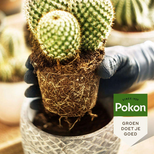 Pokon Kakteenerde & Sukkulentenerde – 5L