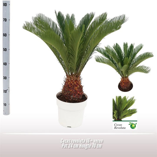 Cycas Revoluta - Ø24 ↕70