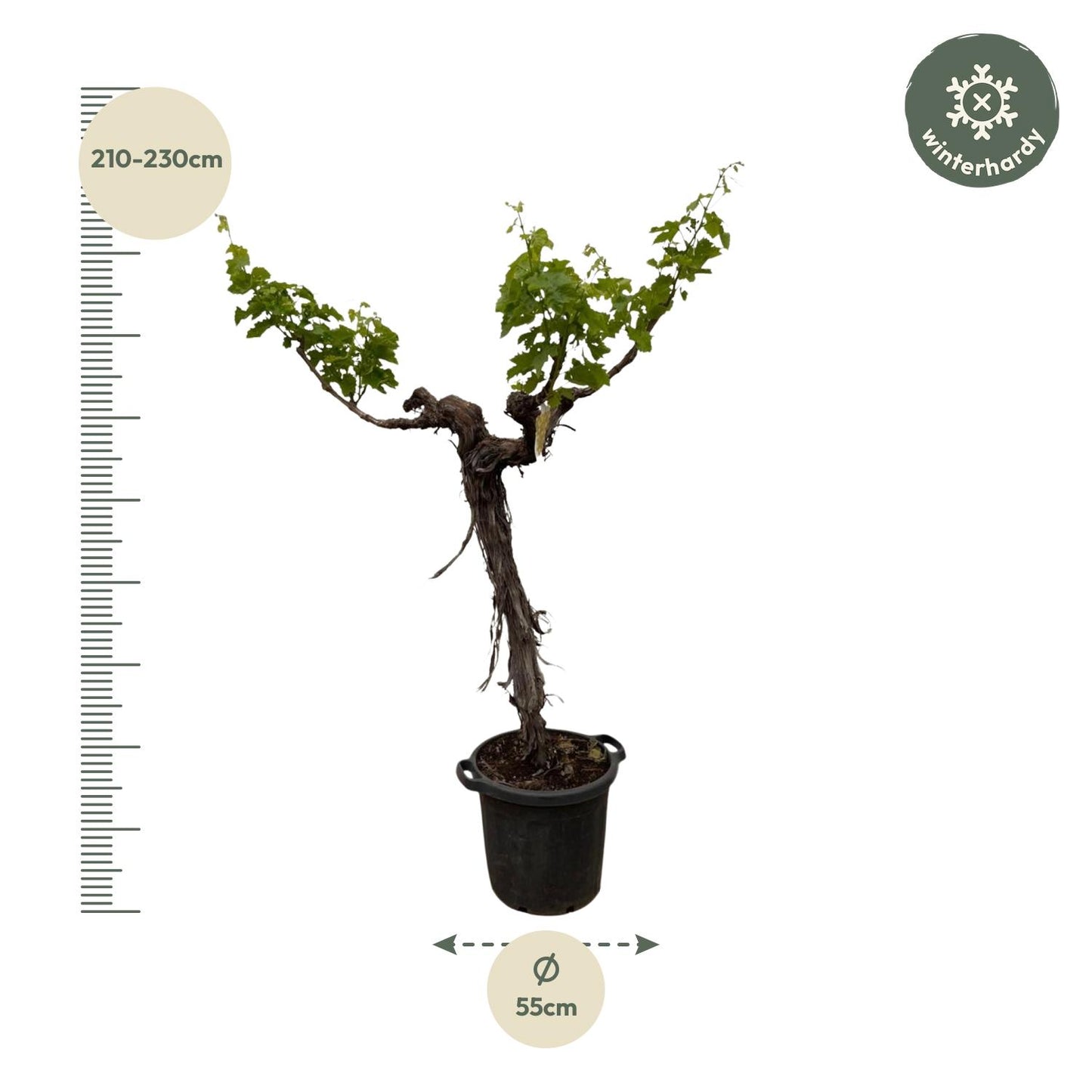 Weinrebe am Stamm 220 cm – Mediterrane Kübelpflanze