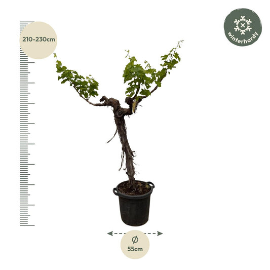 Weinrebe am Stamm 220 cm – Mediterrane Kübelpflanze