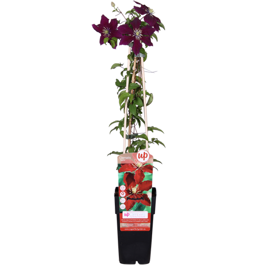 Clematis Niobe - ↨65cm - Ø15
