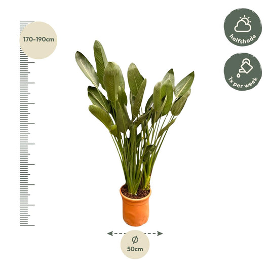 Paradiesvogelblume XXL – Exotische Zimmerpflanze 200 cm