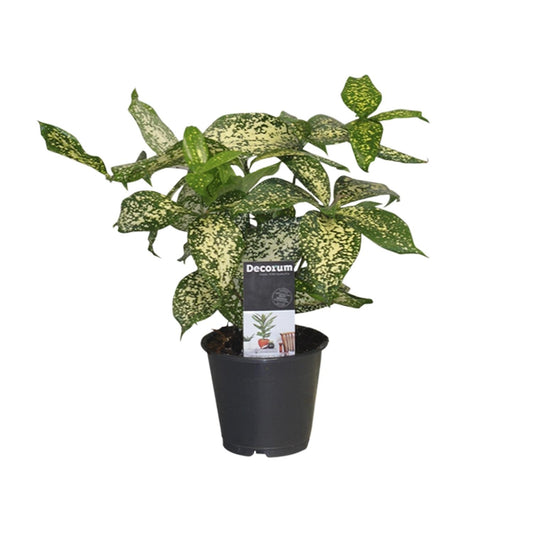 Dracaena Godsefiana - Ø12cm - ↕25cm