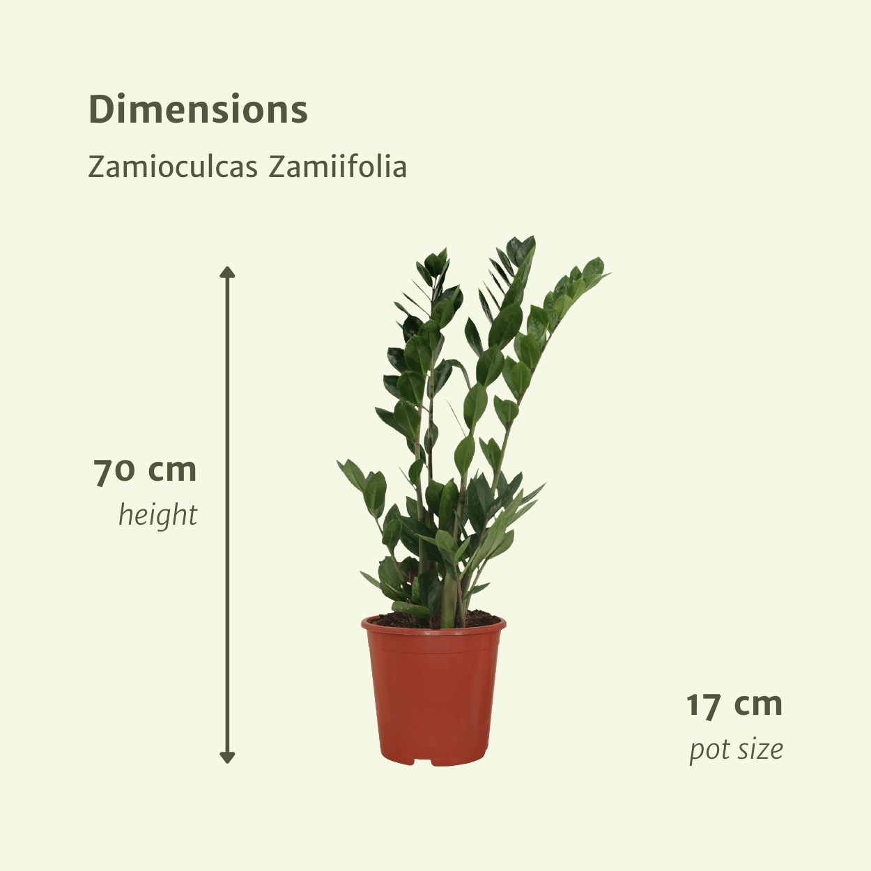 2x Zamioculcas Zamiifolia - Smaragdpalme - 70cm - ø17