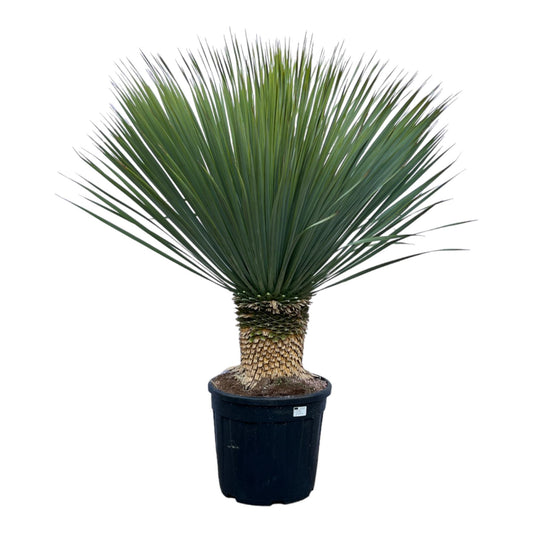 Blaue Palmlilie Yucca Rostrata – 140 cm, Ø 45 cm