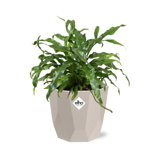 Microsorum Diversifolium in ELHO b.for rock 14 cm warm grey